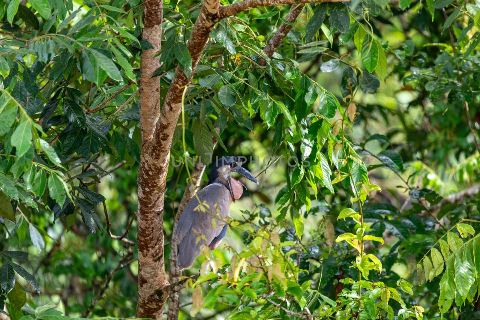 Boat-billed heron (Cochlearius cochlearius) hidden in mangrove swamps in river Bebedero, Palo Verde National park Wildlife Reserve, Costa Rica wildlife. Wildlife and birdwatching in Costa Rica.