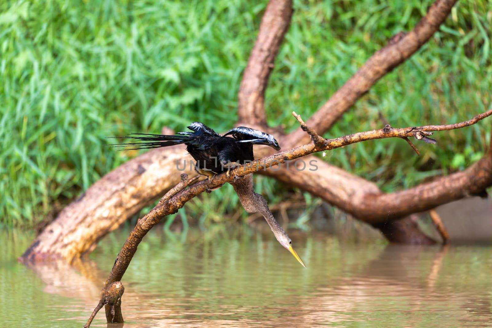 Tropical bird Snakebird, darter, American darter, or water turkey, (Anhinga anhinga). Refugio de Vida Silvestre Cano Negro, Wildlife and bird watching in Costa Rica.