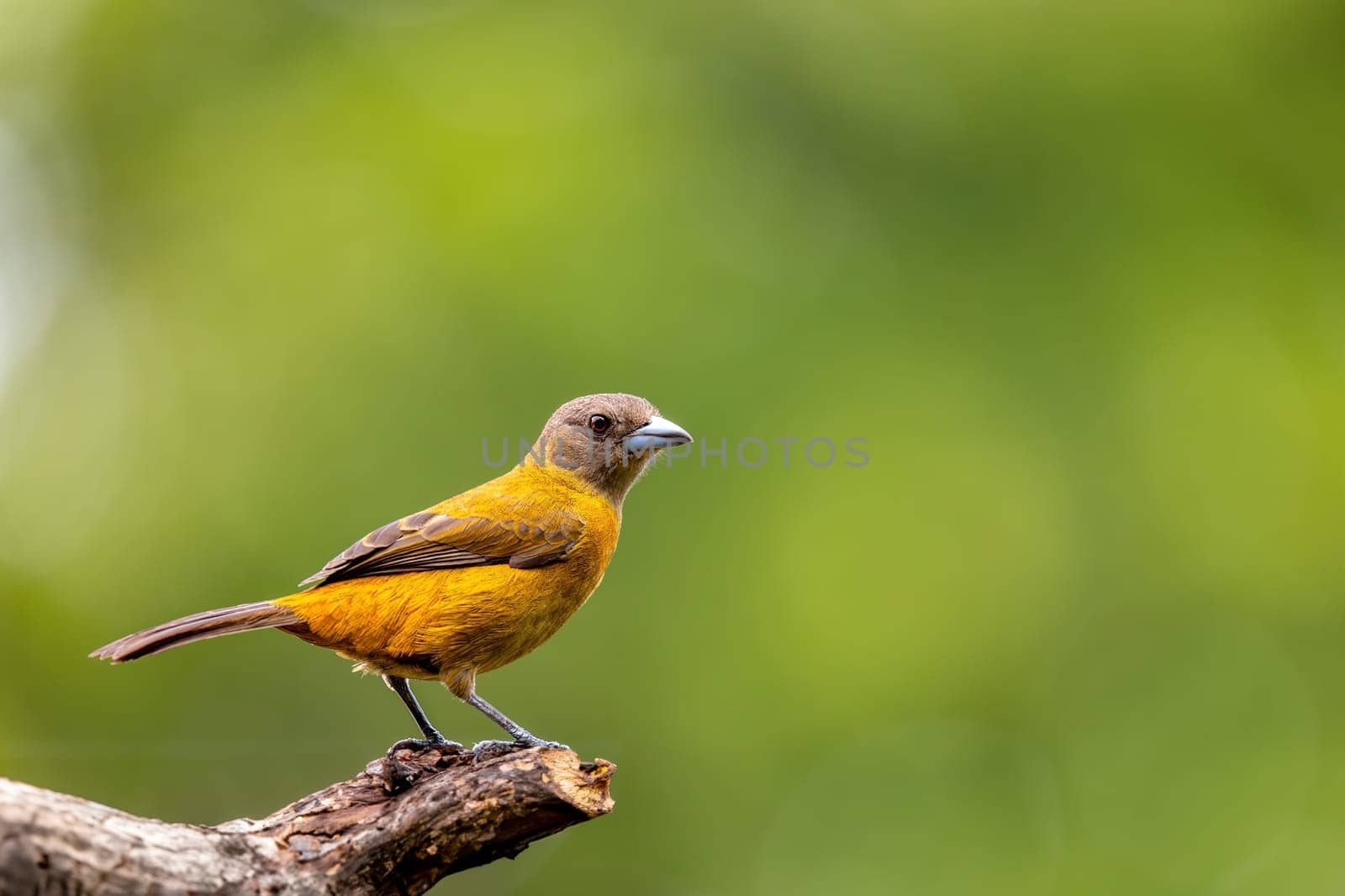 Scarlet-rumped tanager female (Ramphocelus passerinii). Bird perched on tree trunk. Refugio de Vida Silvestre Cano Negro, Wildlife and bird watching in Costa Rica.