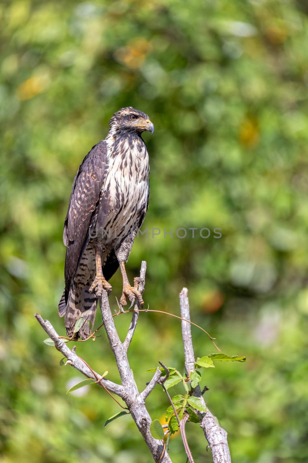 Common black hawk juvenile (Buteogallus anthracinus) is a bird of prey in the family Accipitridae. river Rio Bebedero, Palo Verde National park Wildlife Reserve, Costa Rica wildlife