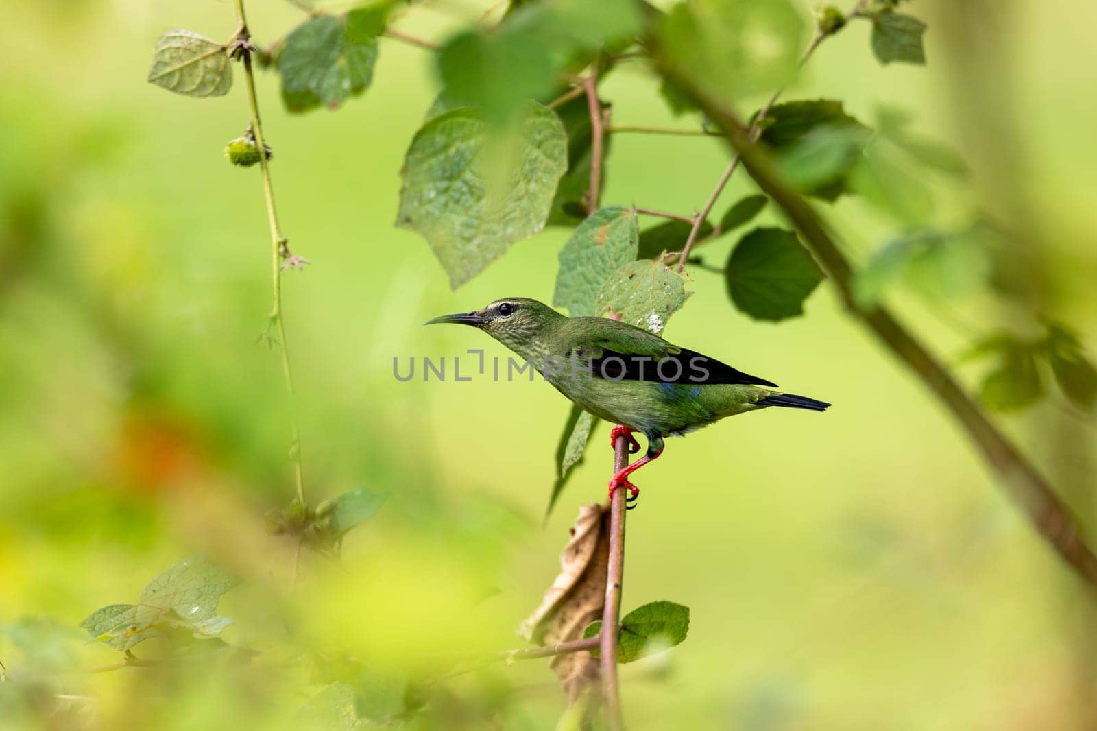 Female of bird Red-legged honeycreeper (Cyanerpes cyaneus), Refugio de Vida Silvestre Cano Negro, Wildlife and bird watching in Costa Rica.