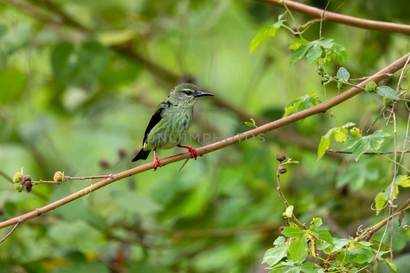 Female of bird Red-legged honeycreeper (Cyanerpes cyaneus), Refugio de Vida Silvestre Cano Negro, Wildlife and bird watching in Costa Rica.