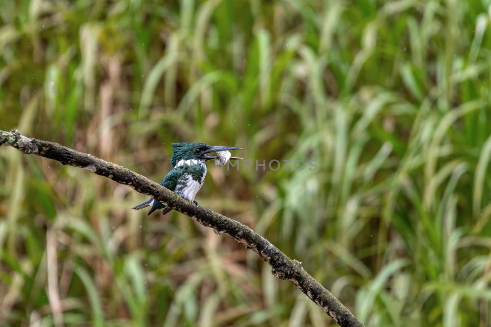 Bird Amazon Kingfisher (Chloroceryle amazona) female sitting on a branch with fish in beak. Refugio de Vida Silvestre Cano Negro, Wildlife and bird watching in Costa Rica.