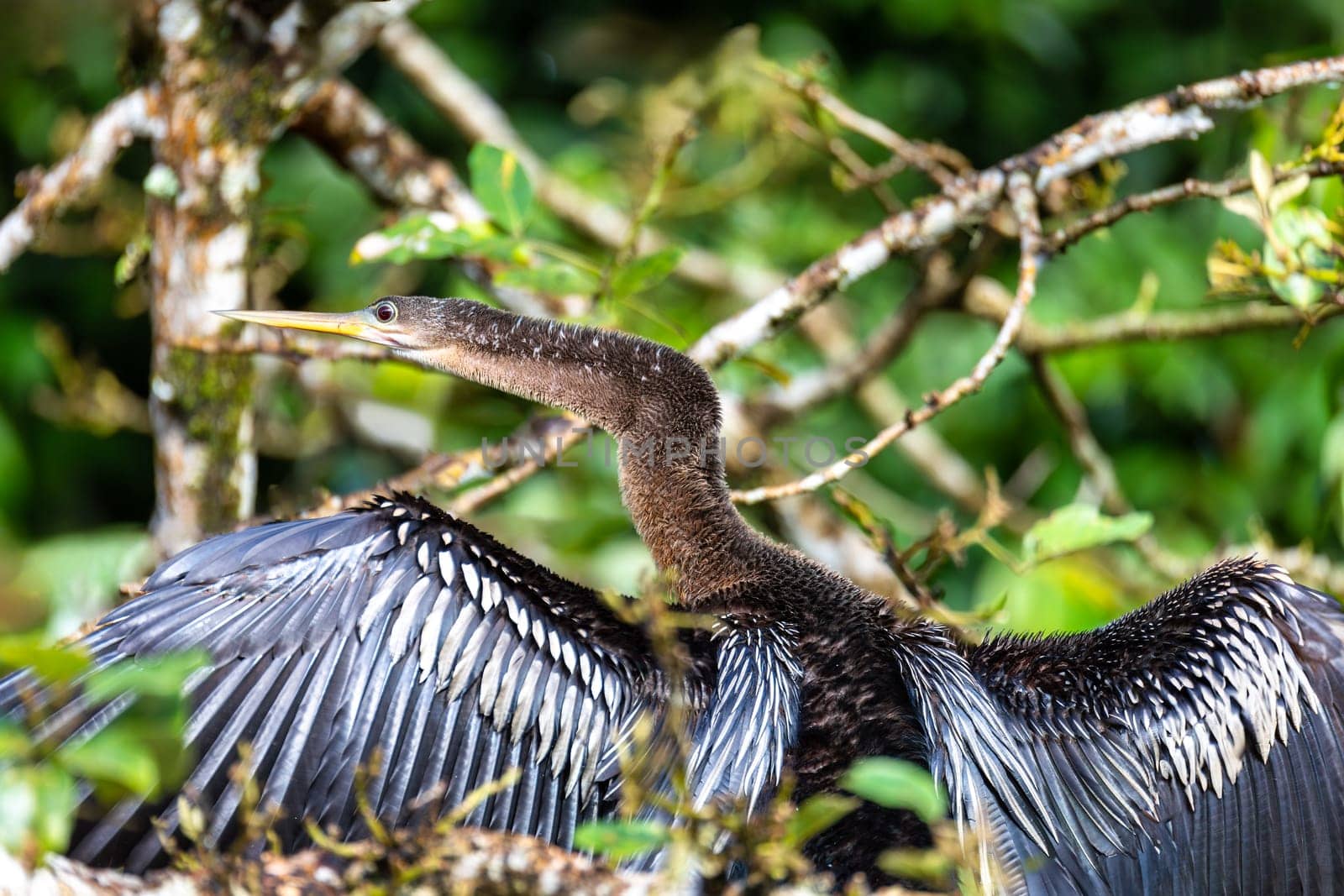 Tropical bird Snakebird, darter, American darter, or water turkey, (Anhinga anhinga). Refugio de Vida Silvestre Cano Negro, Wildlife and bird watching in Costa Rica.