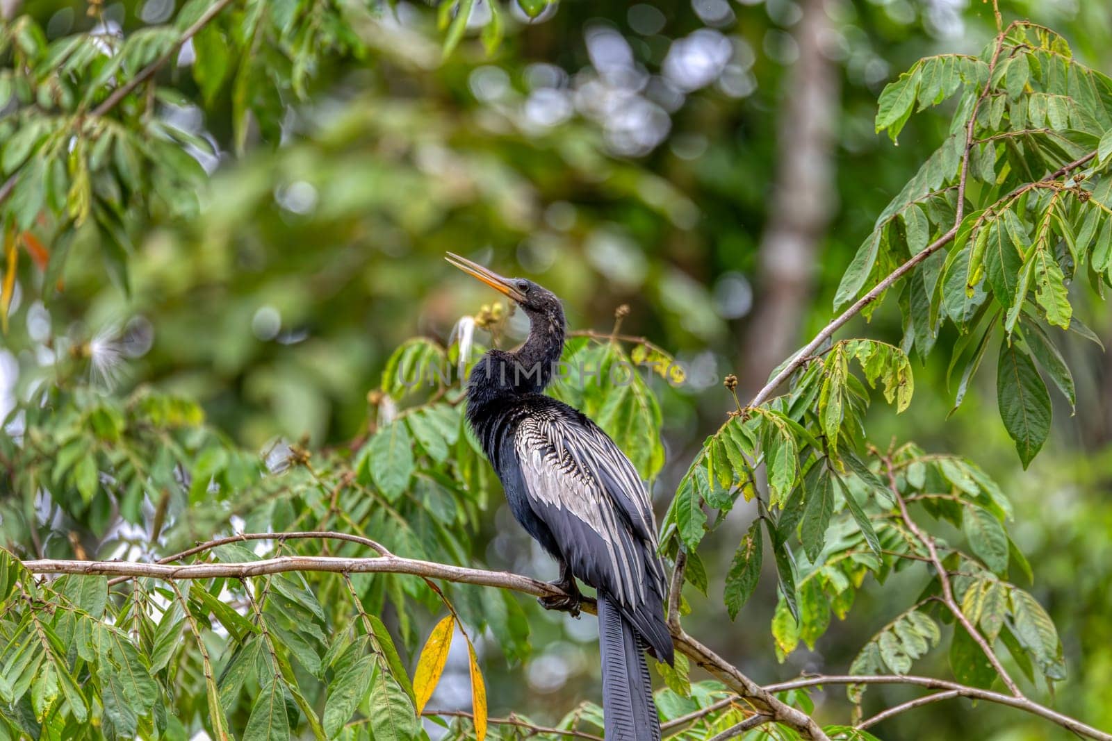 Tropical bird Snakebird, darter, American darter, or water turkey, (Anhinga anhinga). Refugio de Vida Silvestre Cano Negro, Wildlife and bird watching in Costa Rica.