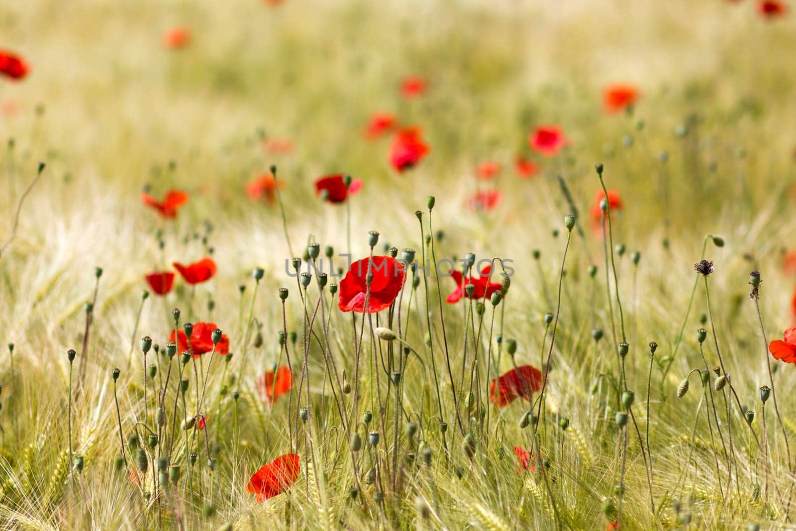 in the barley field - wild poppy flowers - soft focus