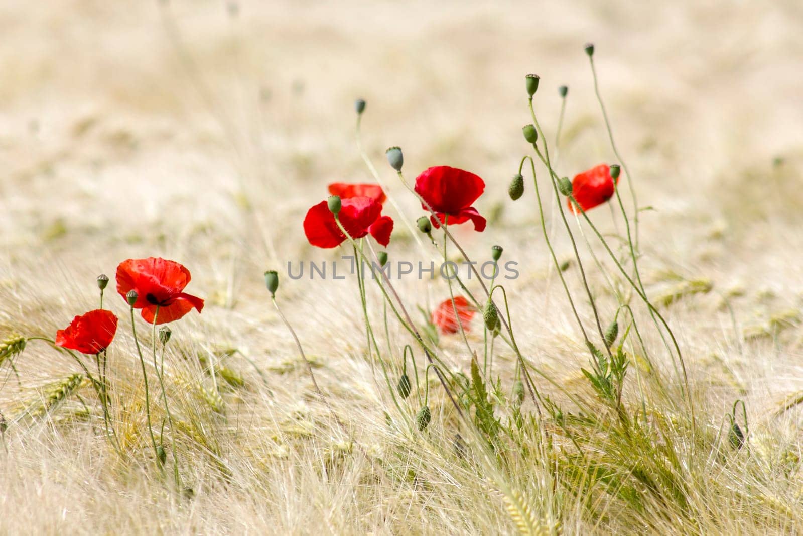 in the barley field - wild poppy flowers - soft focus