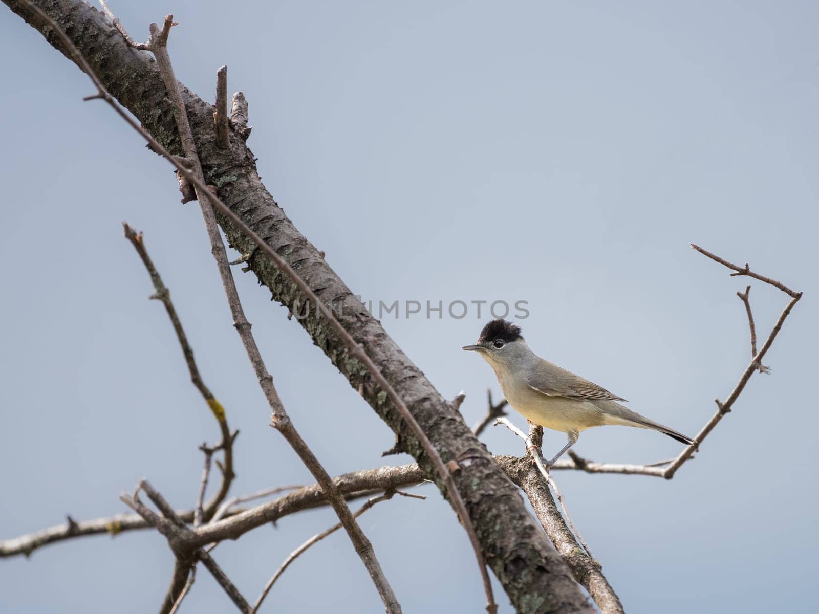 Blackcap (Sylvia atricapilla ), perched on a branch