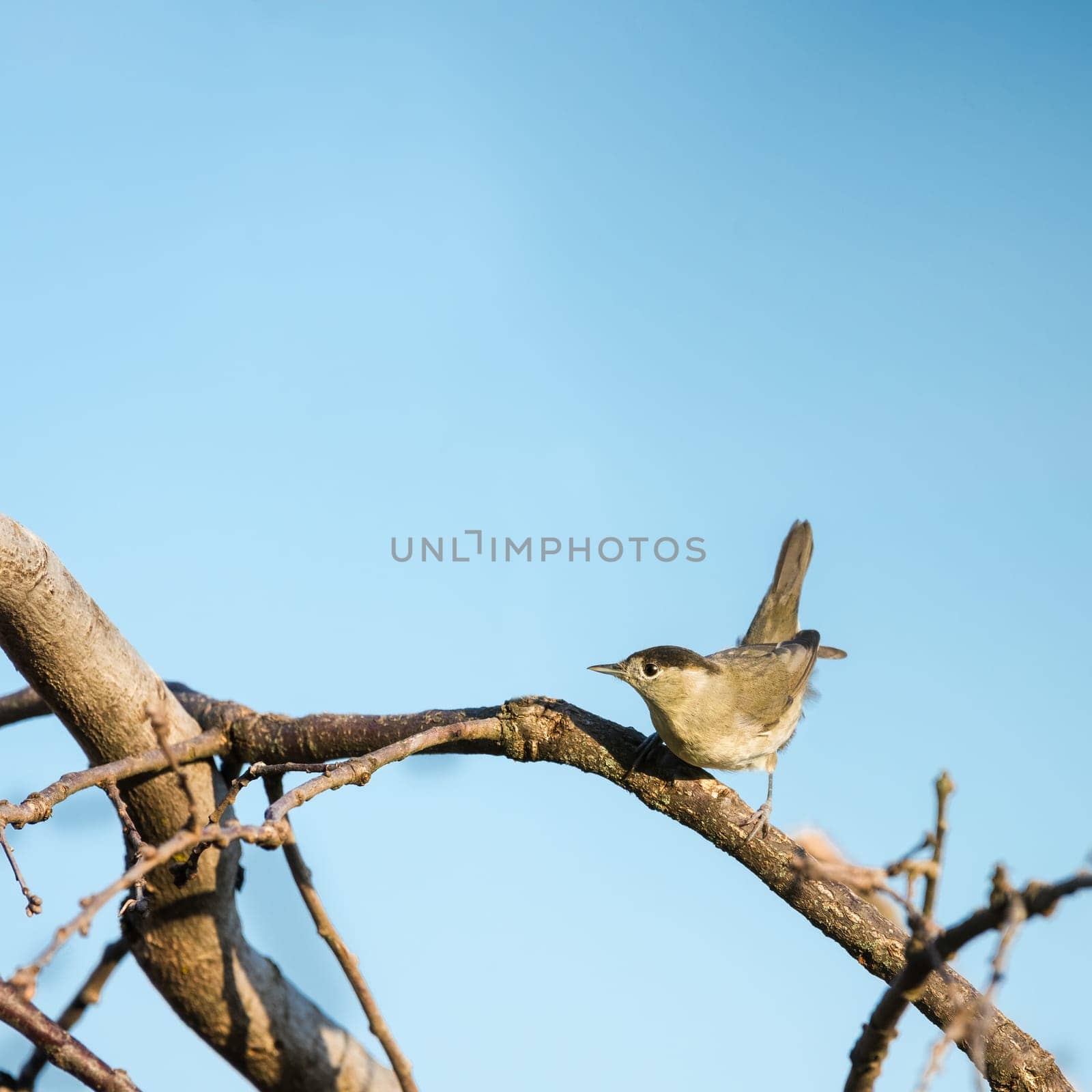 Blackcap (Sylvia atricapilla ), perched on a branch