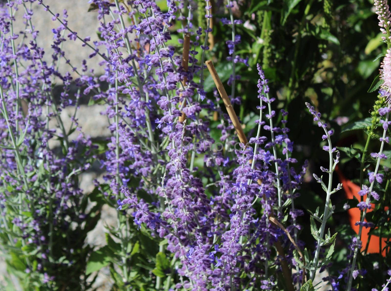 Blossoming russian sage in the garden