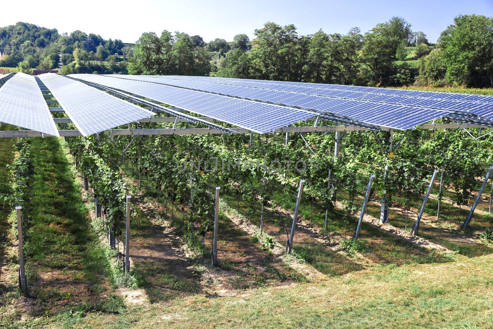 Translucent photovoltaic modules for roofing as hail and rain protection for healthy plants and power supply.