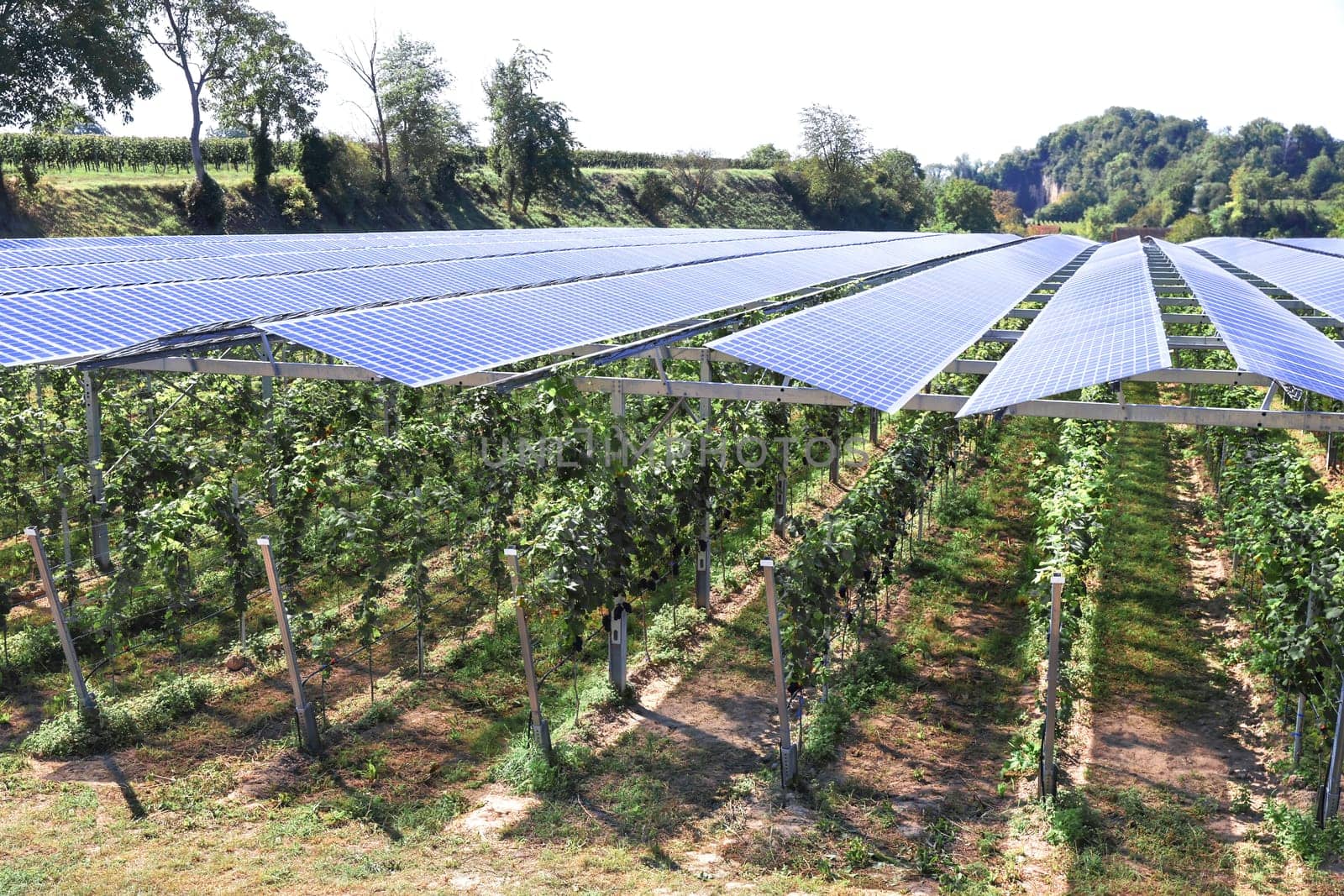 Translucent photovoltaic modules for roofing as hail and rain protection for healthy plants and power supply.