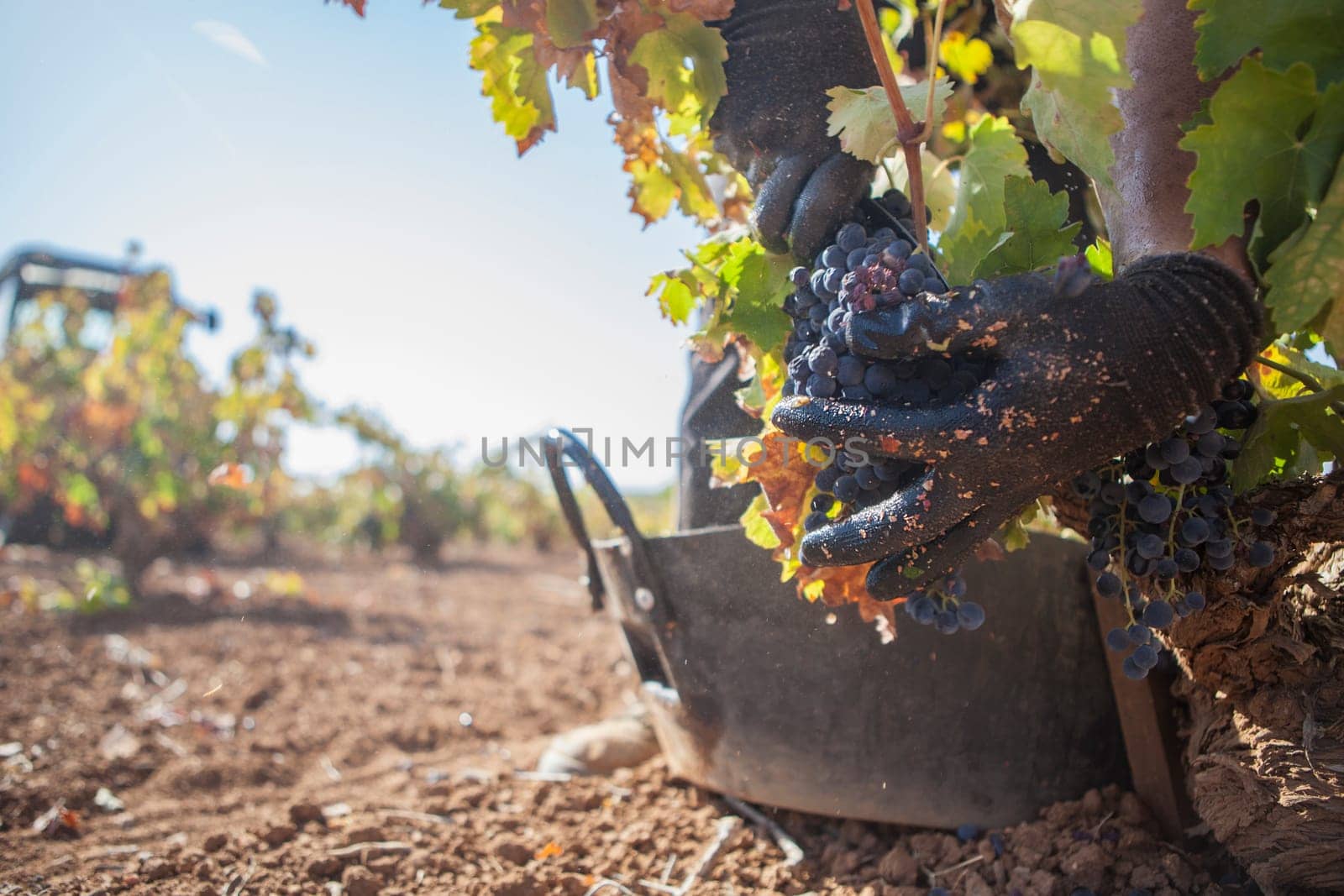 Grape picker quickly cutting bunches. Motion blurred photo