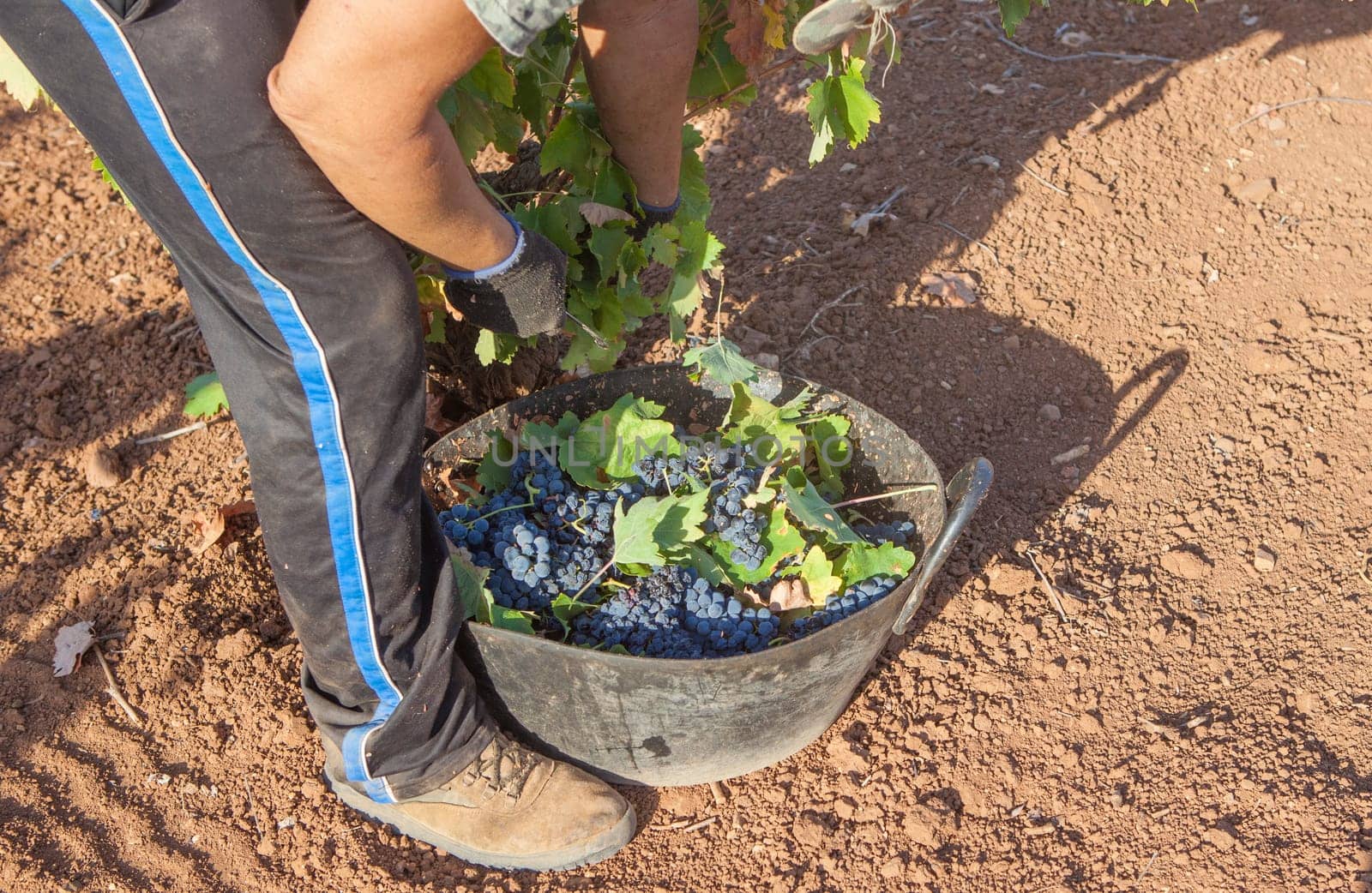 Grape picker working at harvesting season. Bucket full of red bunches