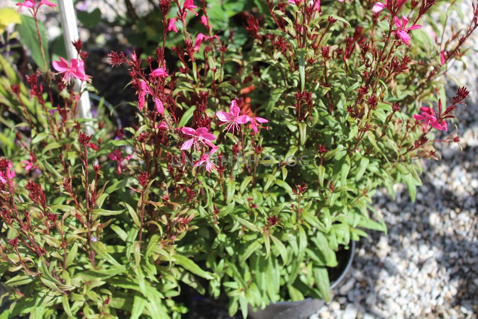 blossoming butterfly gaura in the garden
