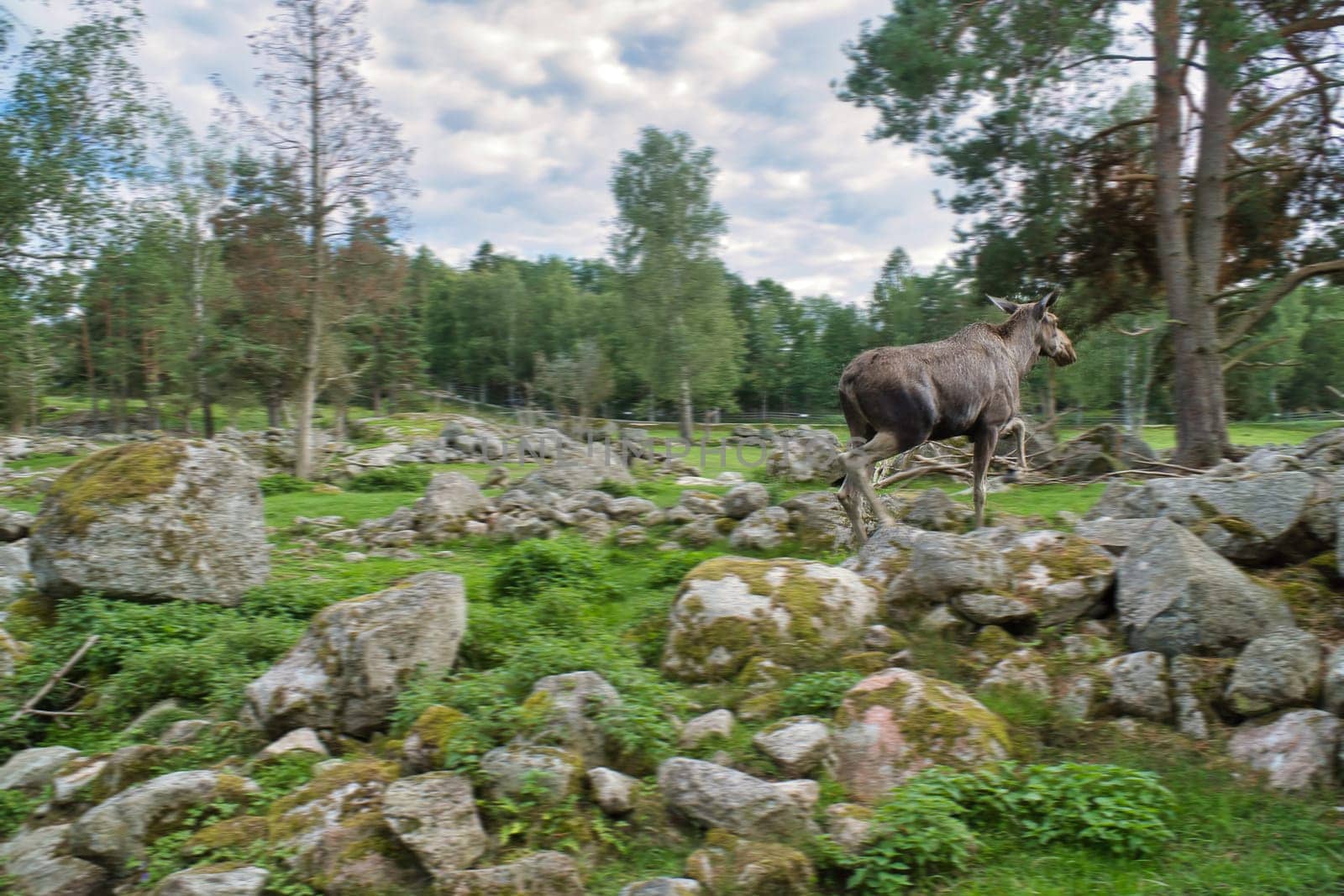 Moose in Scandinavia in the forest between trees and stones. King of the forests in Sweden. Largest mammal in Europe. Animal photo