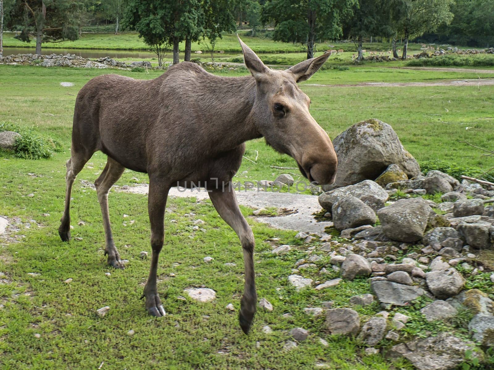 Moose cow in Scandinavia on a meadow. King of the forests in Sweden. Largest mammal in Europe. Animal photo