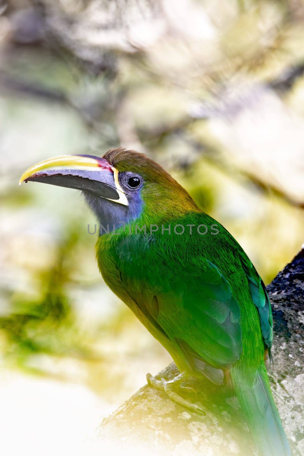 Emerald toucanet (Aulacorhynchus prasinus), small toucan. Beautiful bird at San Gerardo de Dota, Wildlife and birdwatching in Costa Rica.