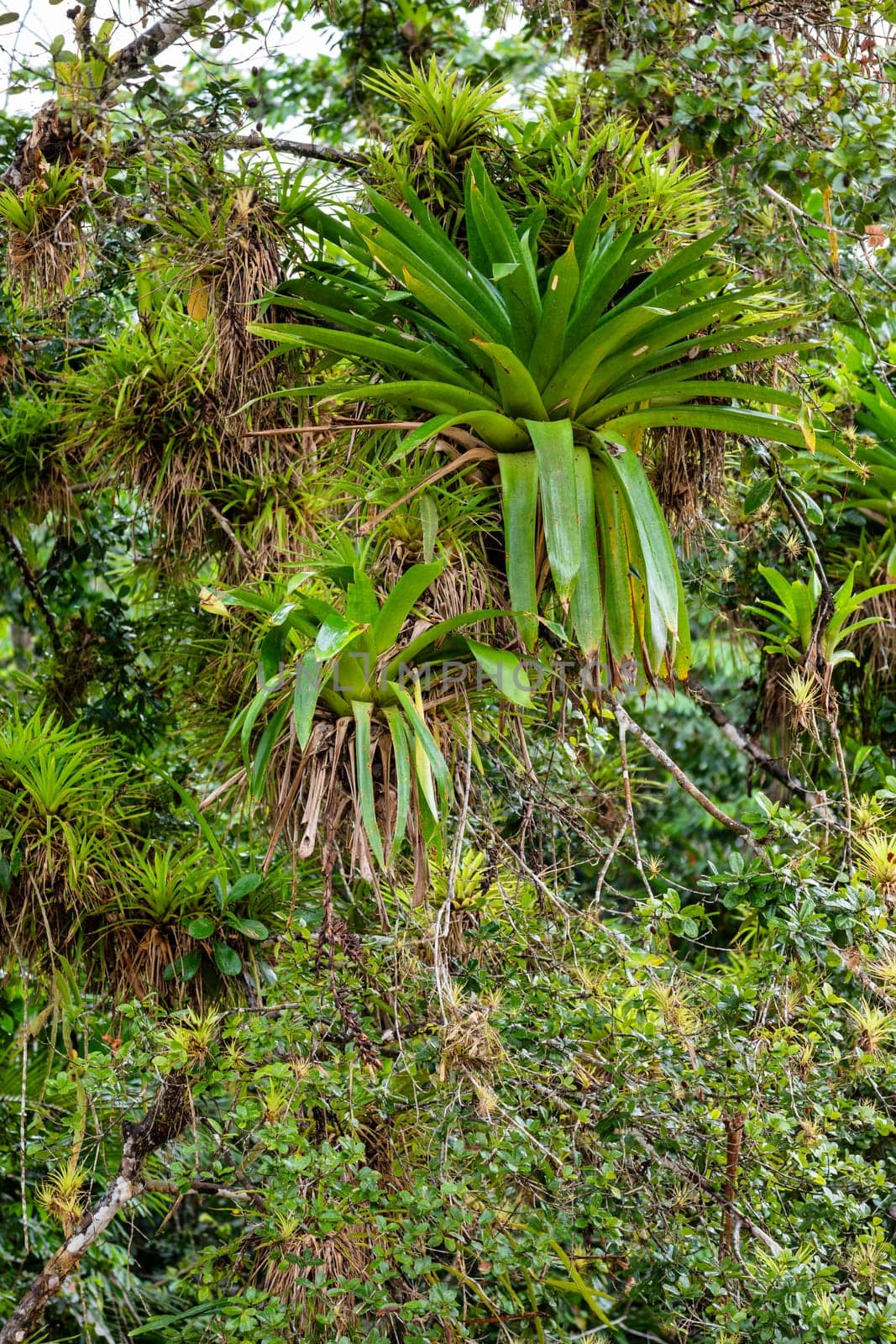 River Rio Frio channel with beautiful landscape of rainforest , POV view from canoe boat. Refugio de Vida Silvestre Cano Negro, Costa Rica wilderness landscape.