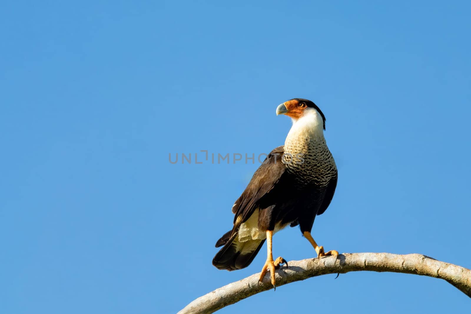 Crested caracara, (Caracara plancus), bird of prey sitting on tree trunk, Guanacaste Costa Rica wildlife