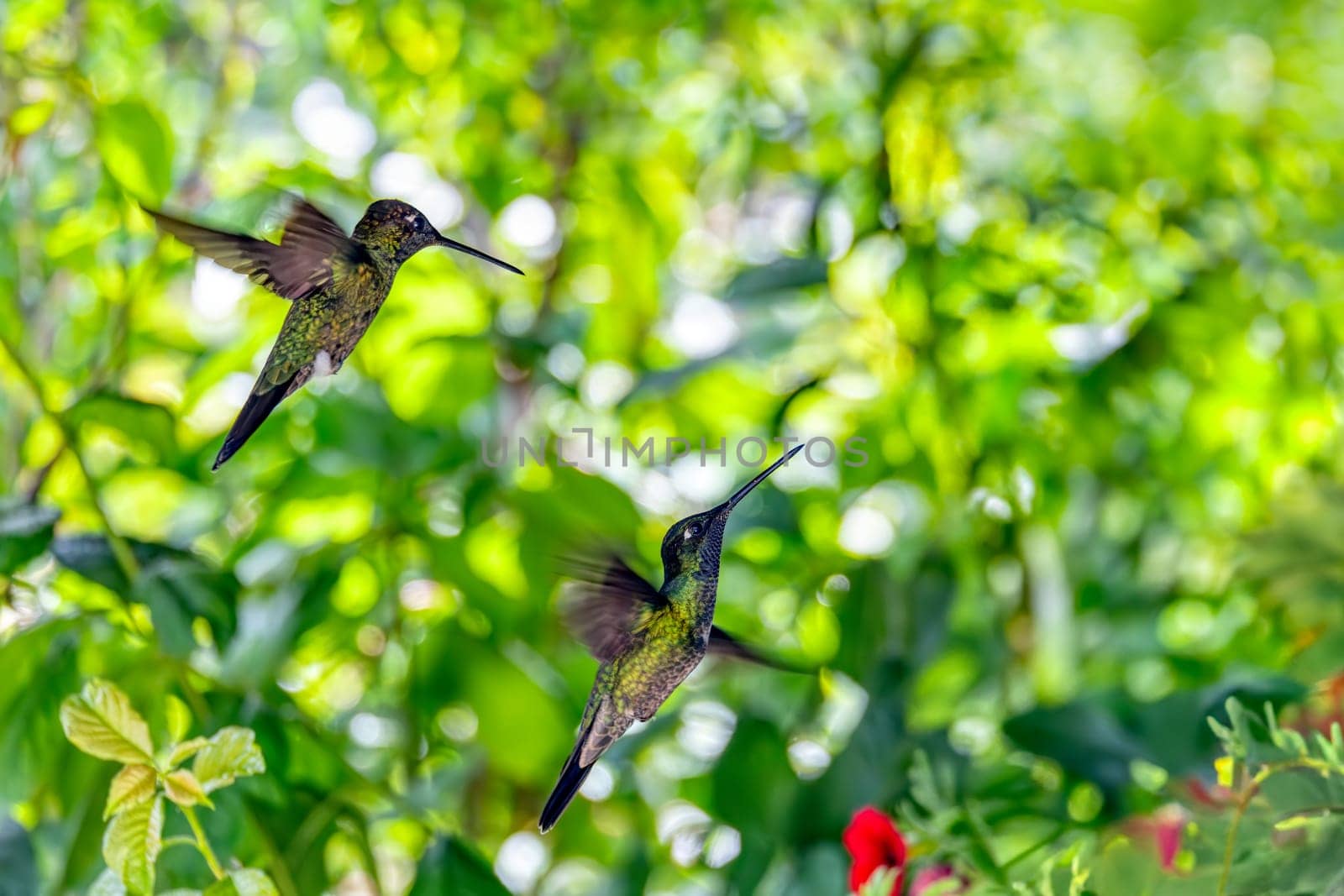 Violet-headed hummingbird (Klais guimeti) Beautiful bird at San Gerardo de Dota, Wildlife and bird watching in Costa Rica.