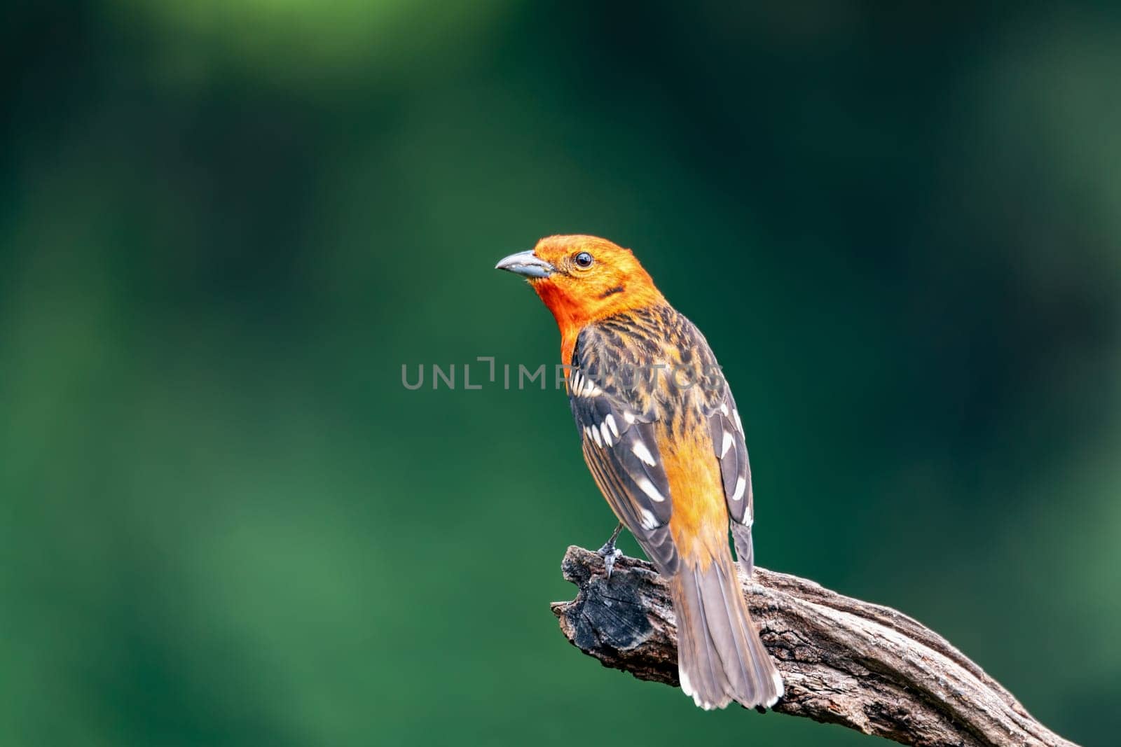 Small bird Flame-colored Tanager (Piranga bidentata), male on a branch in San Gerardo de Dota, Wildlife and birdwatching in Costa Rica.