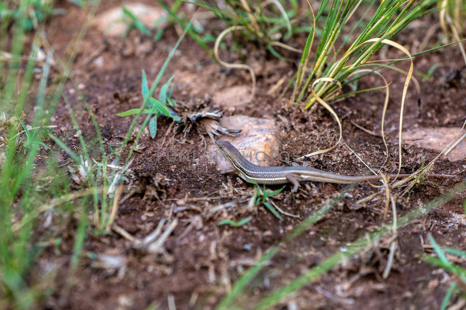 Elegant mabuya (Trachylepis elegans), endemic species of skink. Lizard in the family Scincidae. Animal without tail after predator attack. Betafo, Vakinankaratra. Madagascar wildlife animal