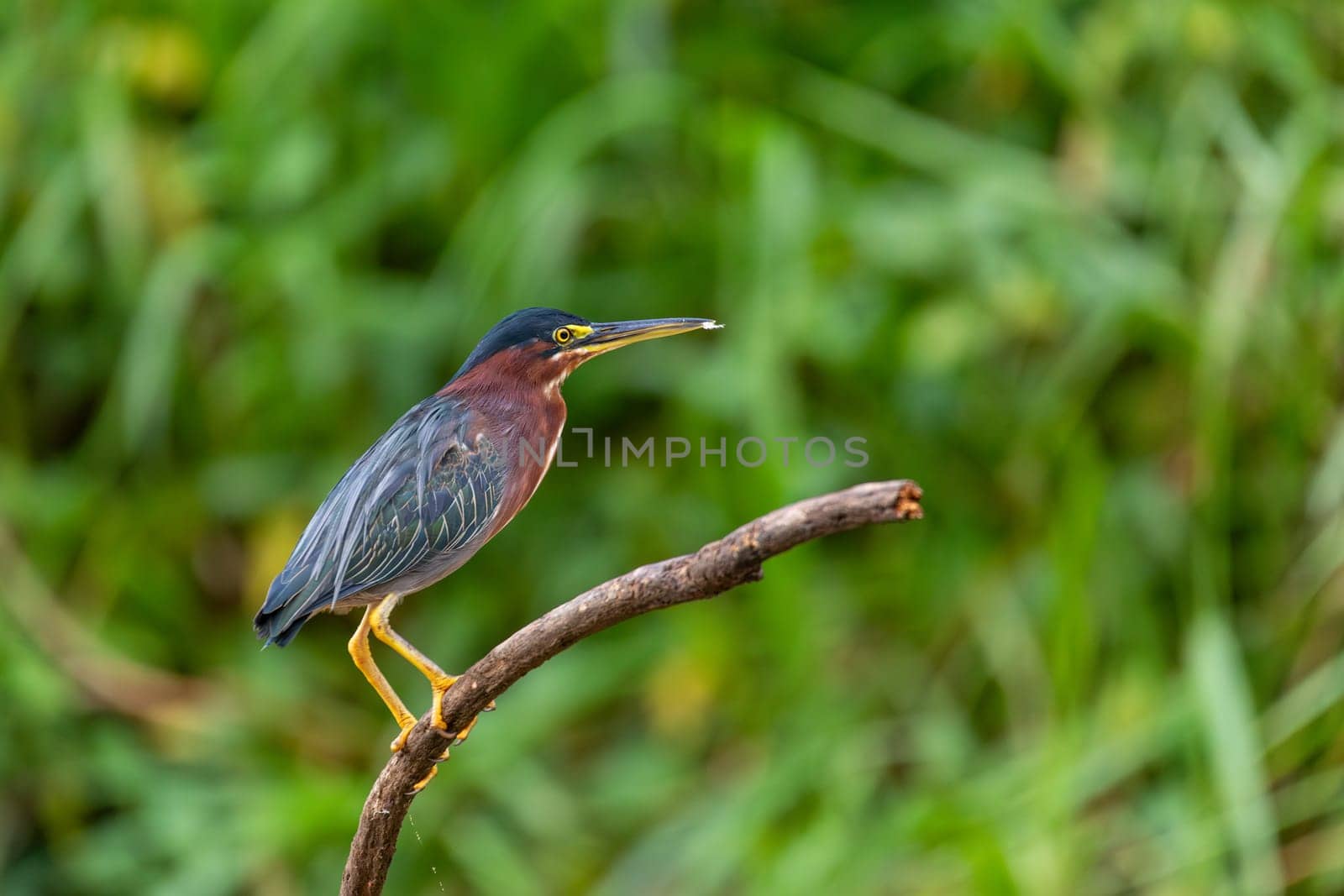 The little blue heron (Egretta caerulea), small heron of the genus Egretta, Refugio de Vida Silvestre Cano Negro, Wildlife and bird watching in Costa Rica.