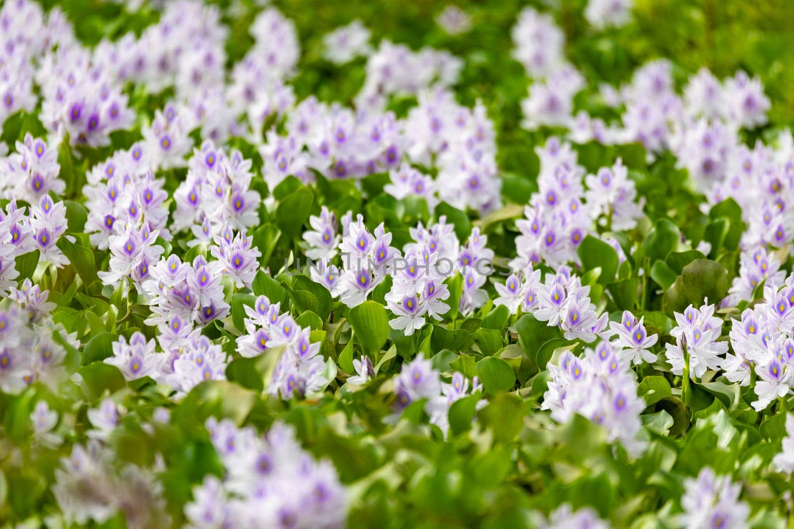 Pontederia crassipes (formerly Eichhornia crassipes), commonly known as common water hyacinth. Aquatic plant in pond. Curu Wildlife Reserve, Costa Rica wildlife