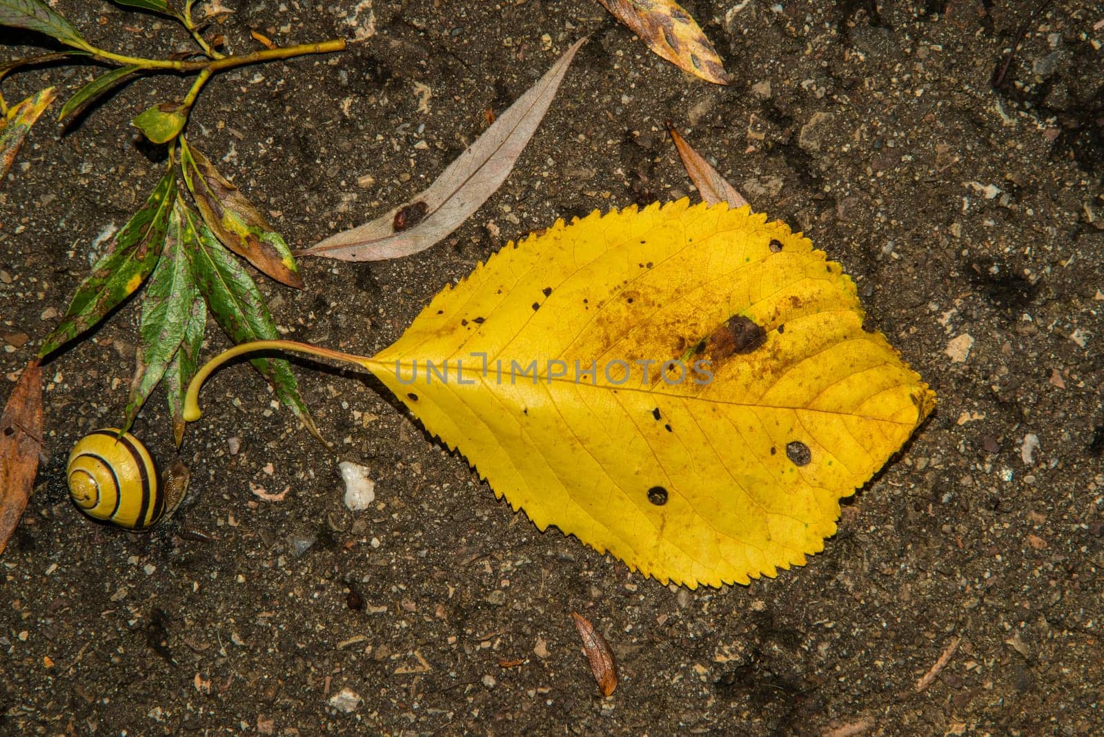 autumnal colored beech leaf on a street with a snail