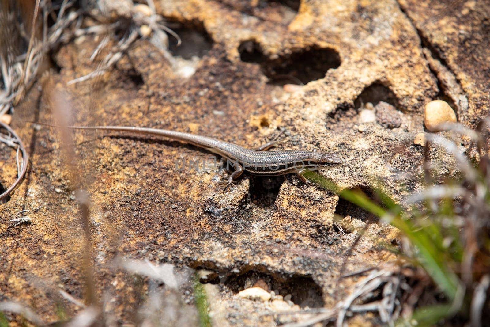 Trachylepis gravenhorstii, also known commonly as Gravenhorst's mabuya, endemic species of skink, a lizard in the family Scincidae. Ambalavao Andringitra National Park. Madagascar wildlife