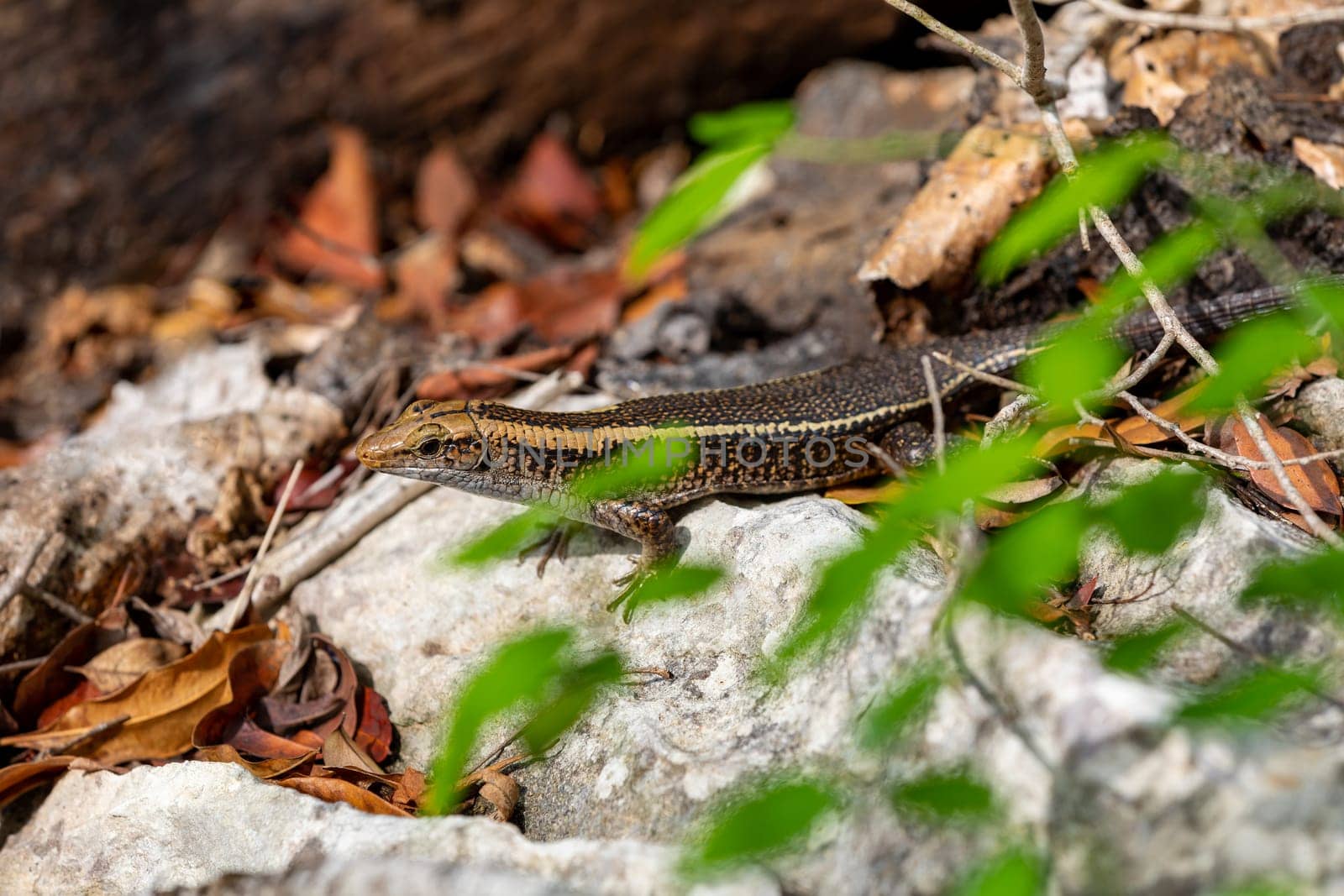 Madagascar girdled lizard or Madagascar plated lizard (Zonosaurus madagascariensis), endemic species of lizard in the family Gerrhosauridae. Tsingy De Bemaraha, Madagascar wildlife animal