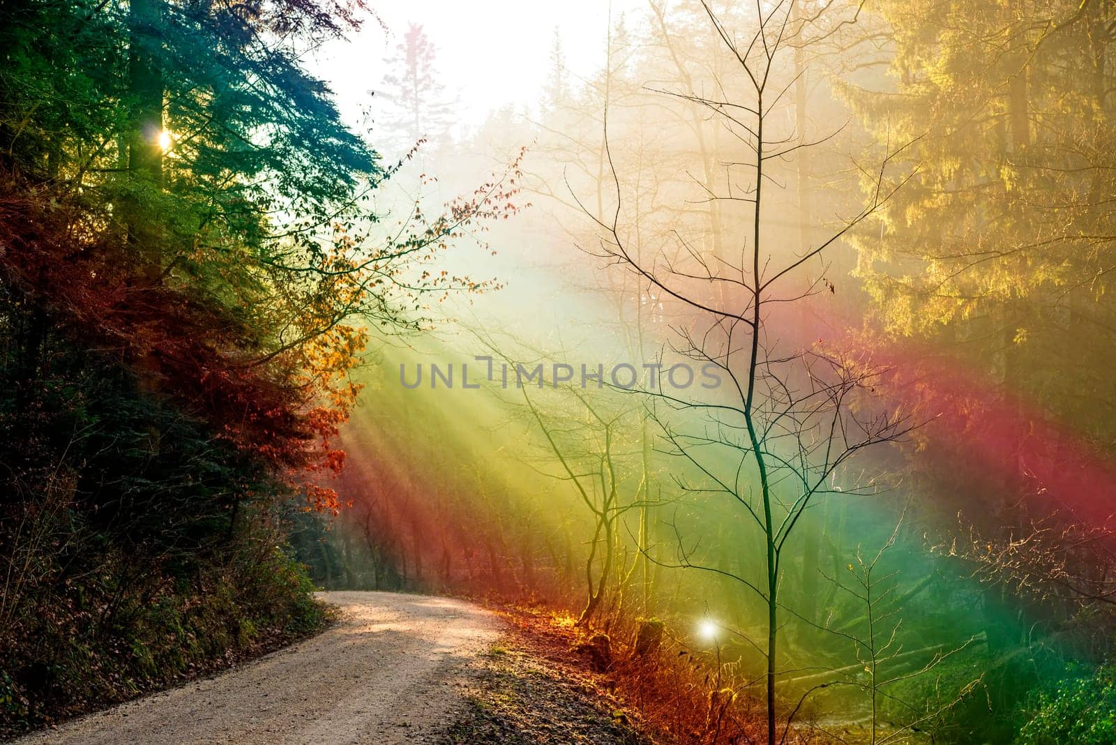 forest with light beams in LGBTQ colors