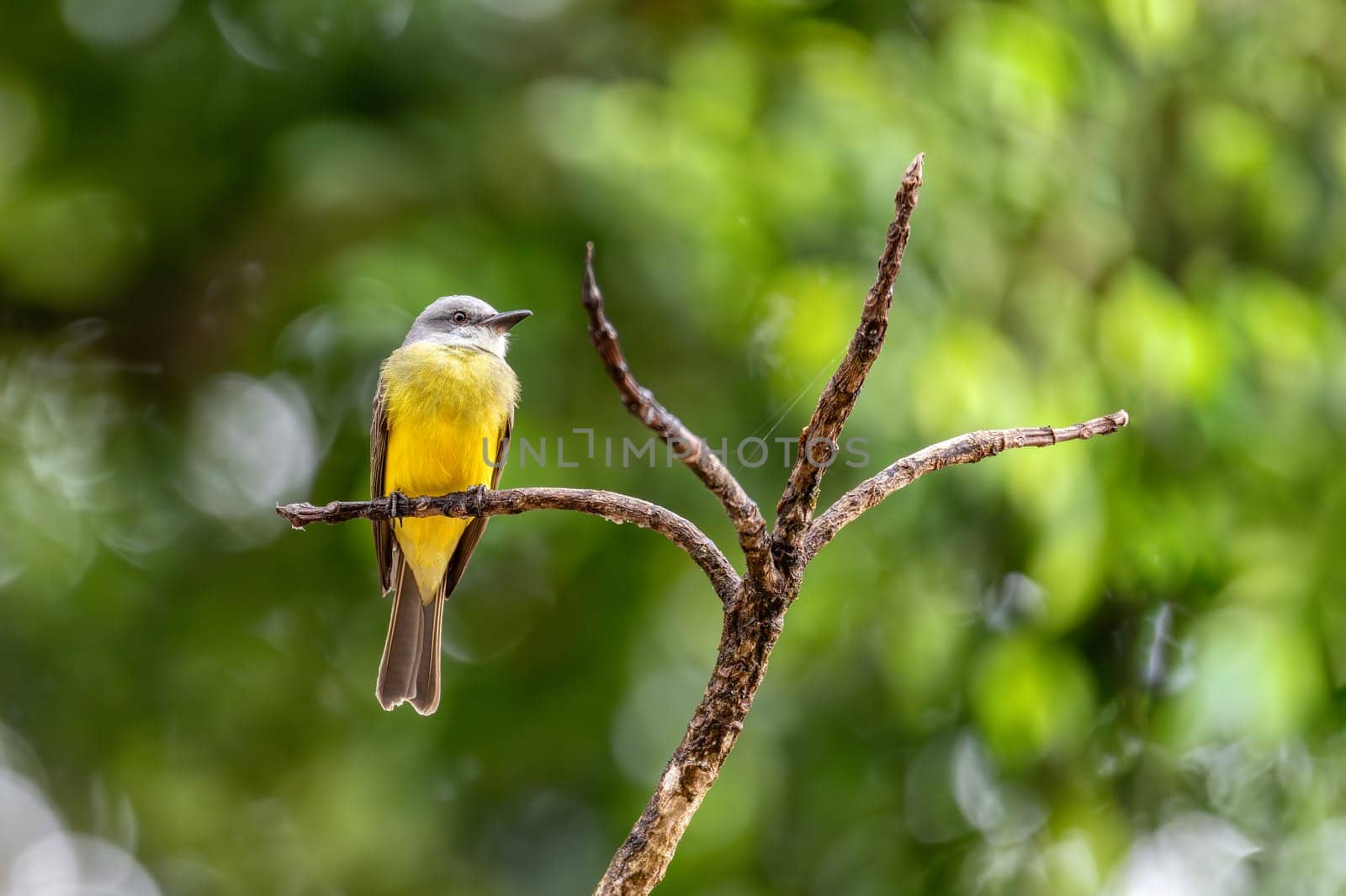 Tropical kingbird (Tyrannus melancholicus) is a large tyrant flycatcher bird. Refugio de Vida Silvestre Cano Negro, Wildlife and bird watching in Costa Rica.