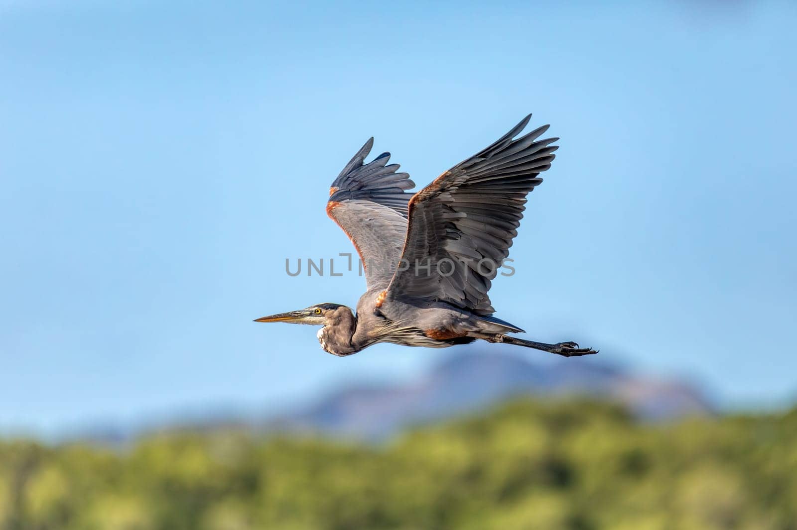 Bird great blue heron (Ardea herodias) flying over river. Refugio de Vida Silvestre Cano Negro, Wildlife and birdwatching in Costa Rica.