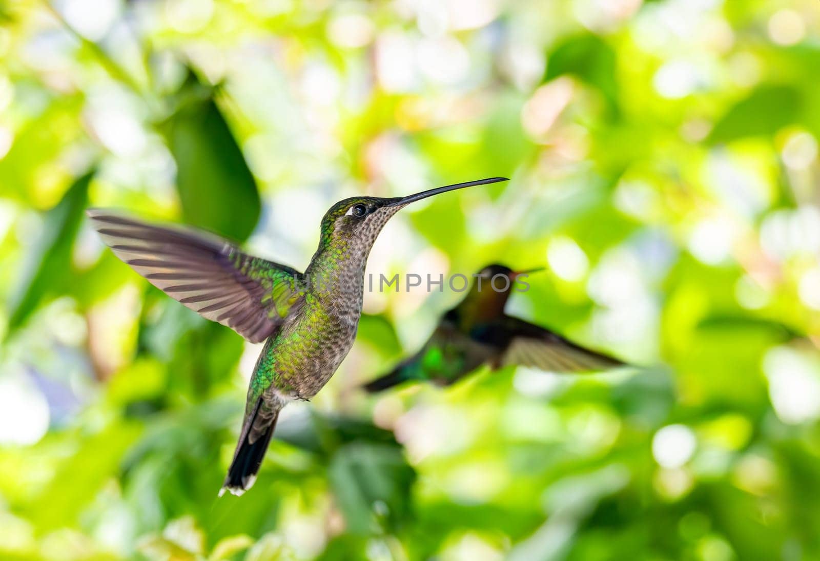 Violet-headed hummingbird (Klais guimeti) Beautiful bird at San Gerardo de Dota, Wildlife and bird watching in Costa Rica.