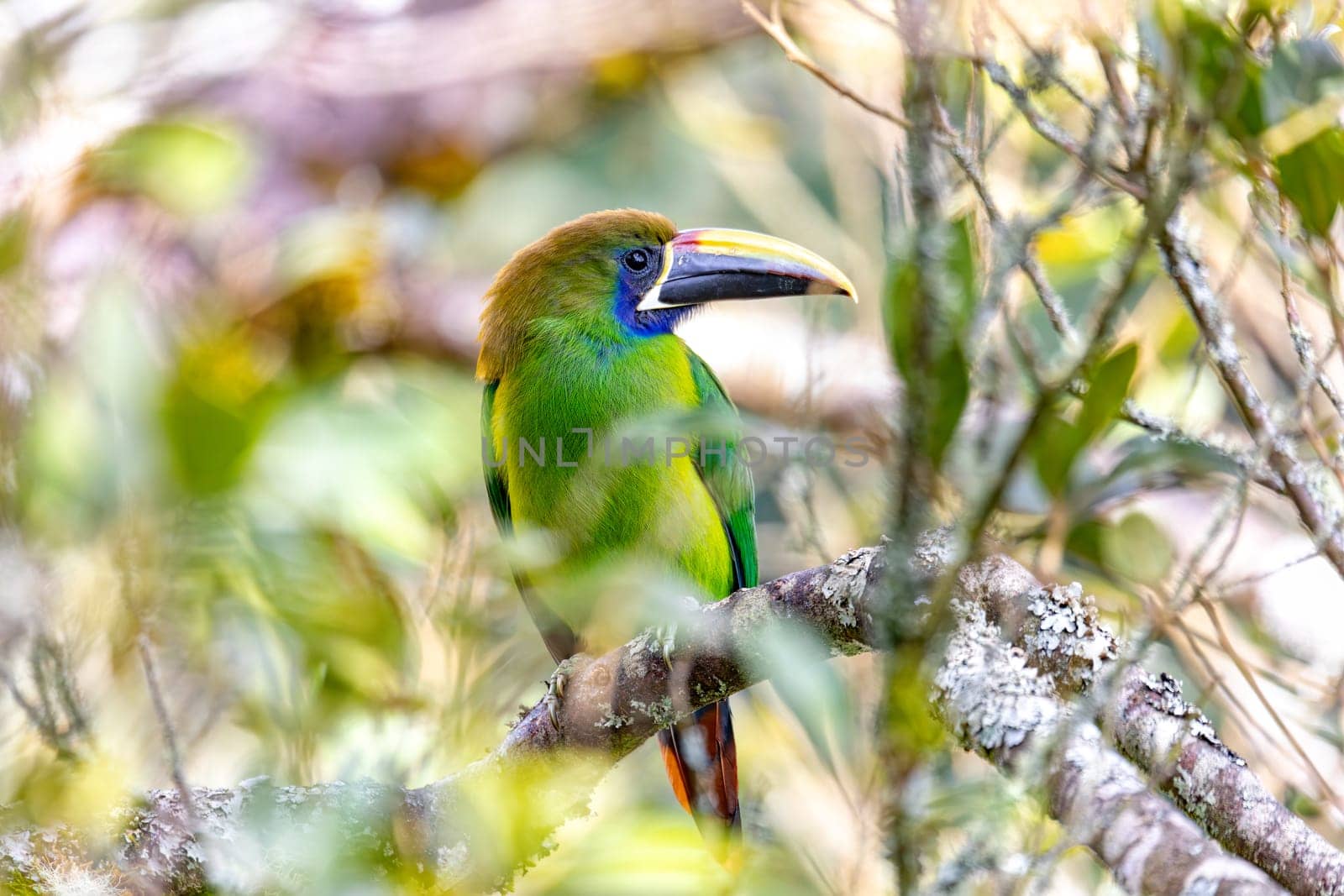 Emerald toucanet (Aulacorhynchus prasinus), small toucan. Beautiful bird at San Gerardo de Dota, Wildlife and birdwatching in Costa Rica.