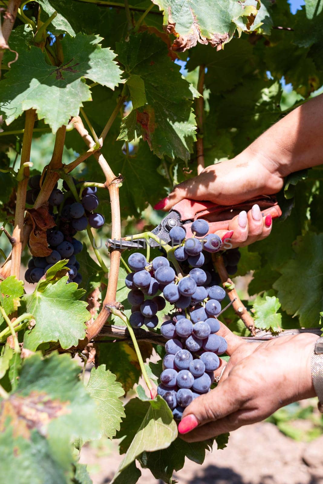 Cannonau grapes. Young woman manually harvesting the bunches of grapes with scissors. Traditional agriculture. Sardinia.