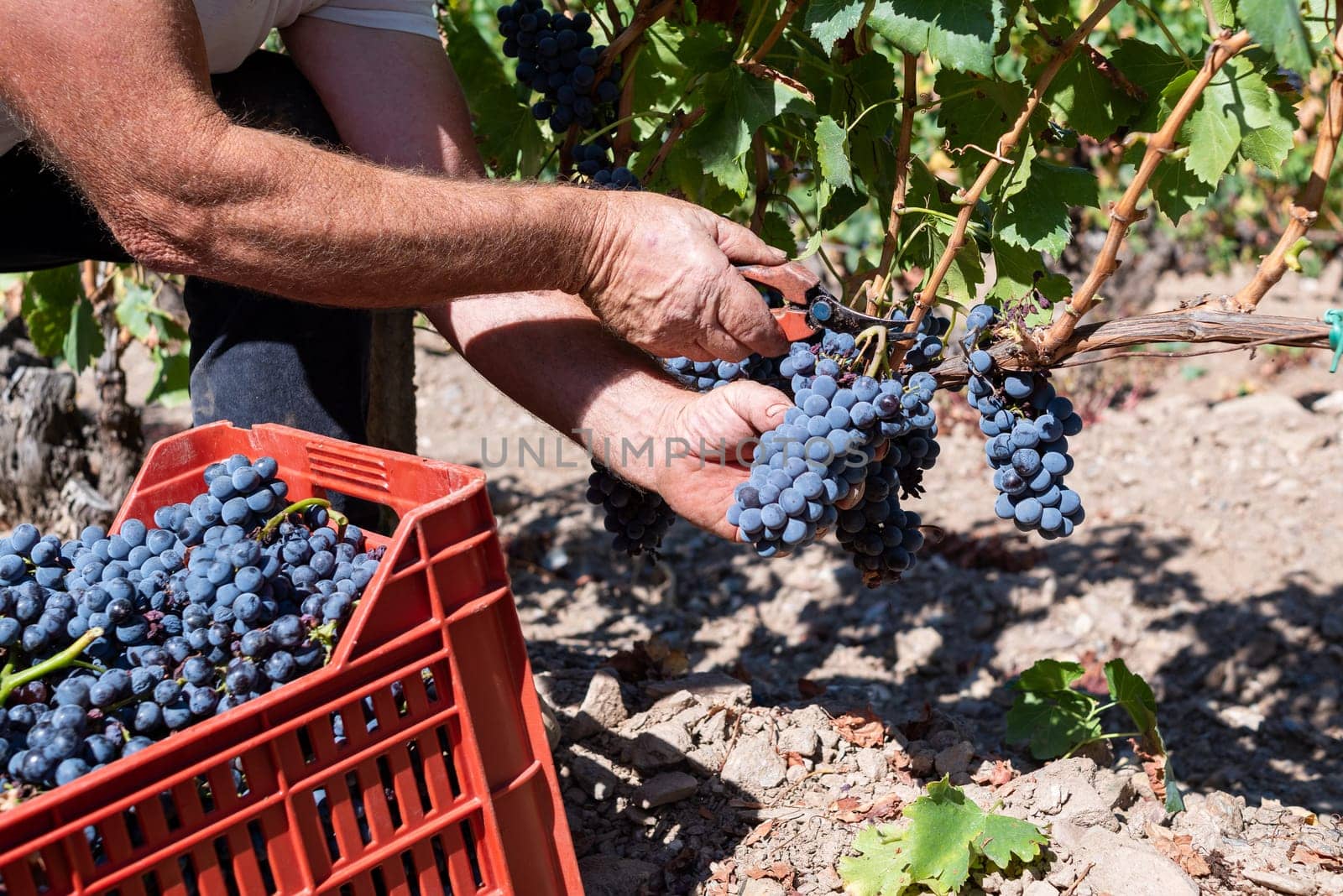 Cannonau grapes. Farmer manually harvesting the bunches of grapes with scissors. Traditional agriculture. Sardinia.