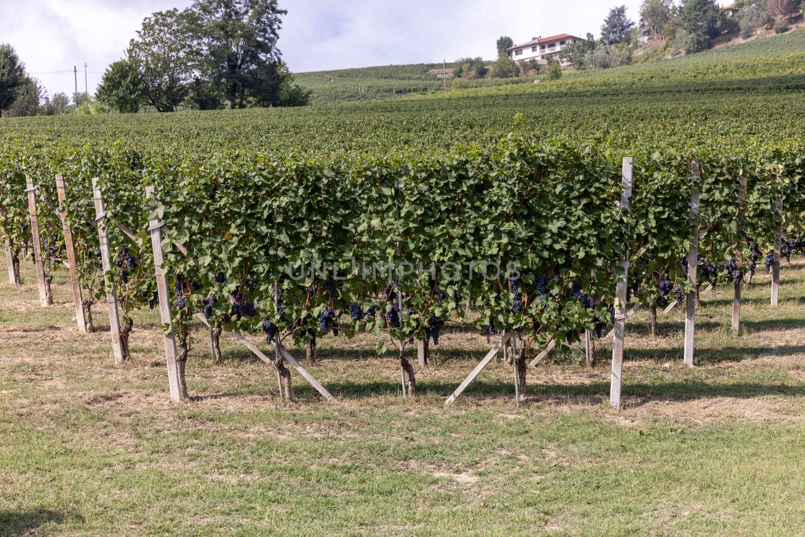 Langhe vineyards near Barolo and La Morra, Unesco Site, Piedmont, Italy
