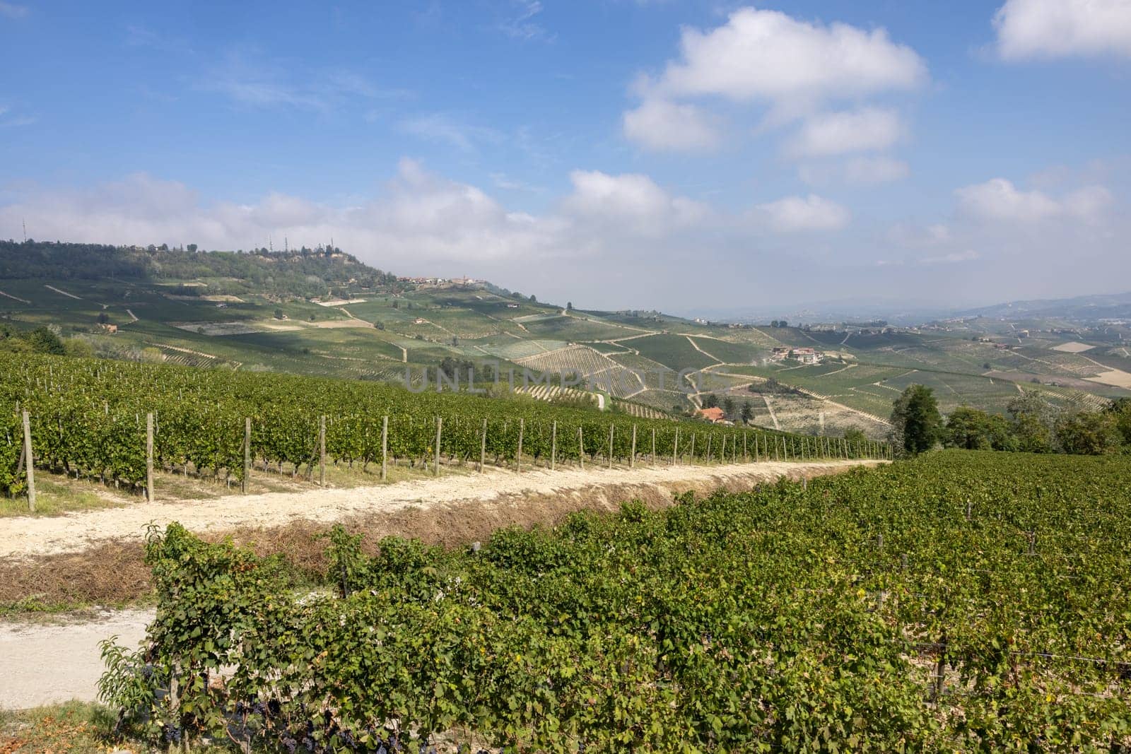 Langhe vineyards near Barolo and La Morra, Unesco Site, Piedmont, Italy