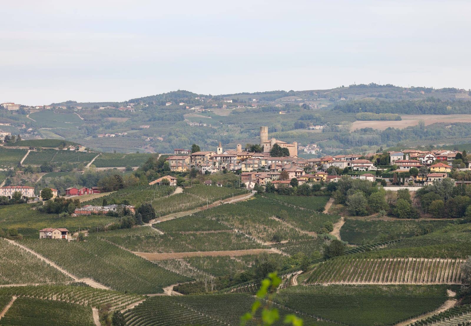 Langhe vineyards near Serralunga d'Alba. Unesco Site, Piedmont, Italy