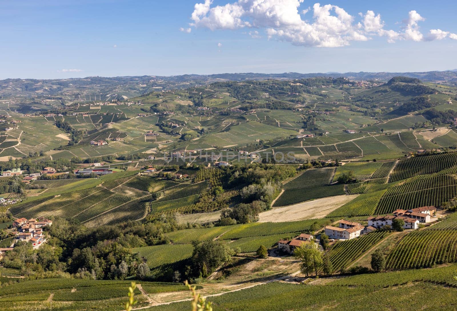Langhe vineyards near Barolo and La Morra, Unesco Site, Piedmont, Italy