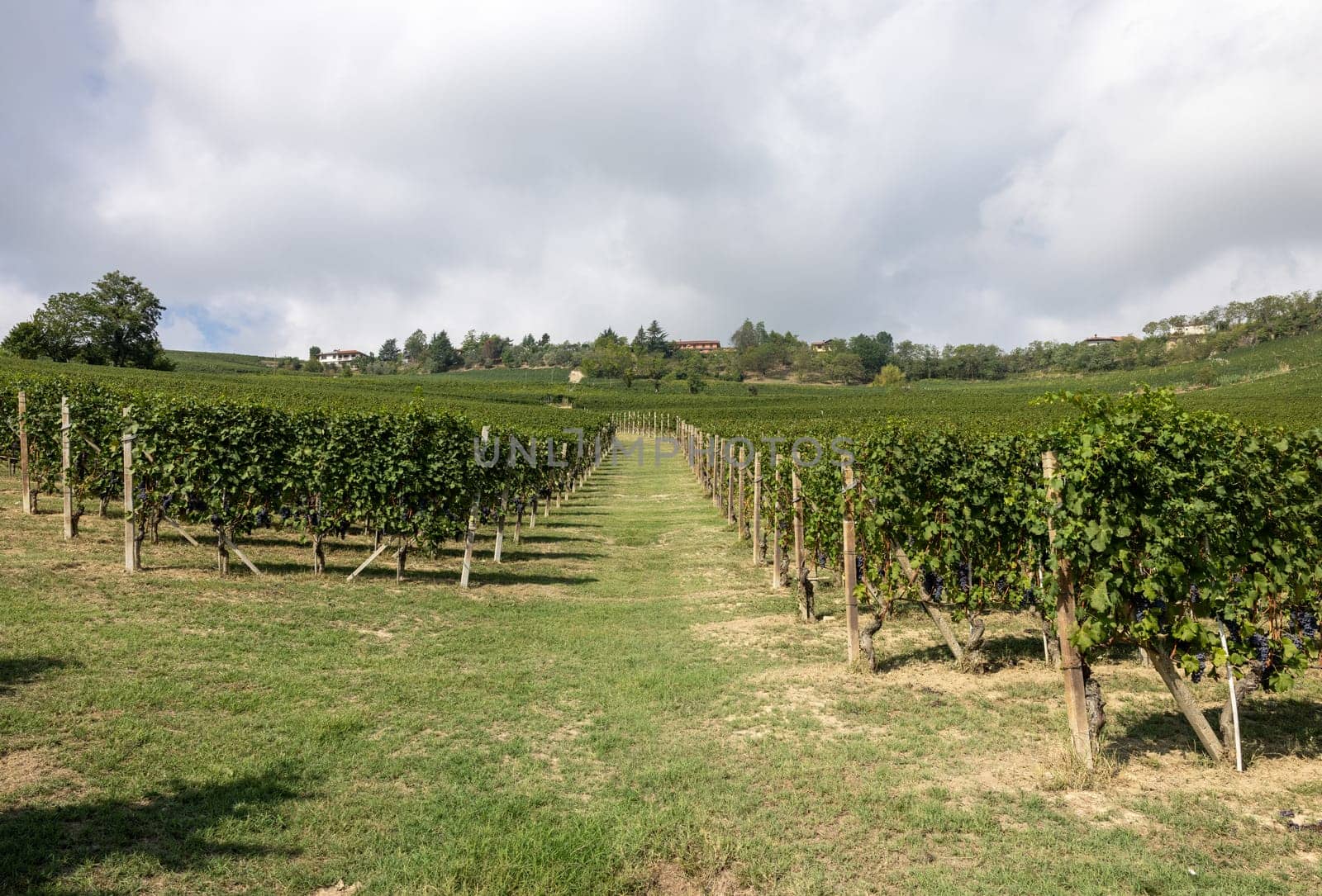 Langhe vineyards near Barolo and La Morra, Unesco Site, Piedmont, Italy