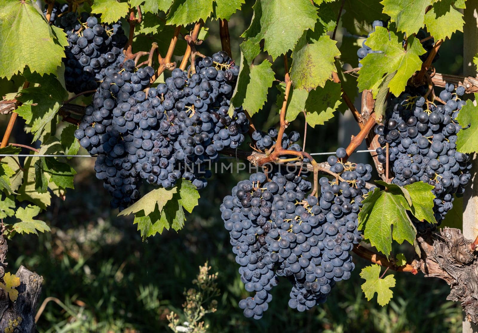 Beautiful bunch of black nebbiolo grapes with green leaves in the vineyards of Barolo, Piemonte, Italy
