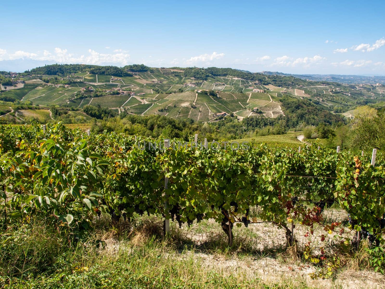 Langhe vineyards near Barolo Unesco Site, Piedmont, Italy