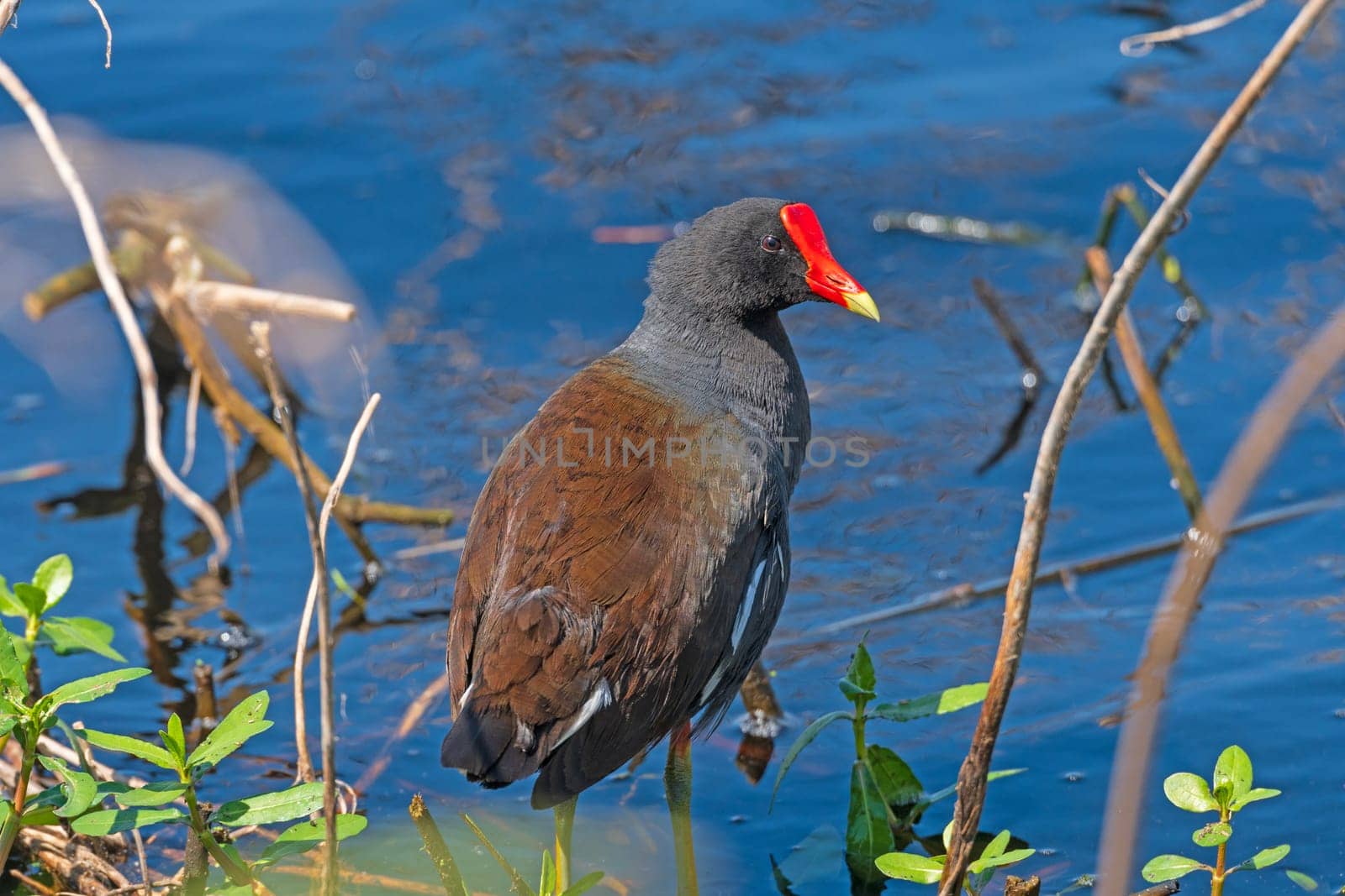 Common Gallinule on the Edge of a Marsh in Brazsos Bend State Park in Texas