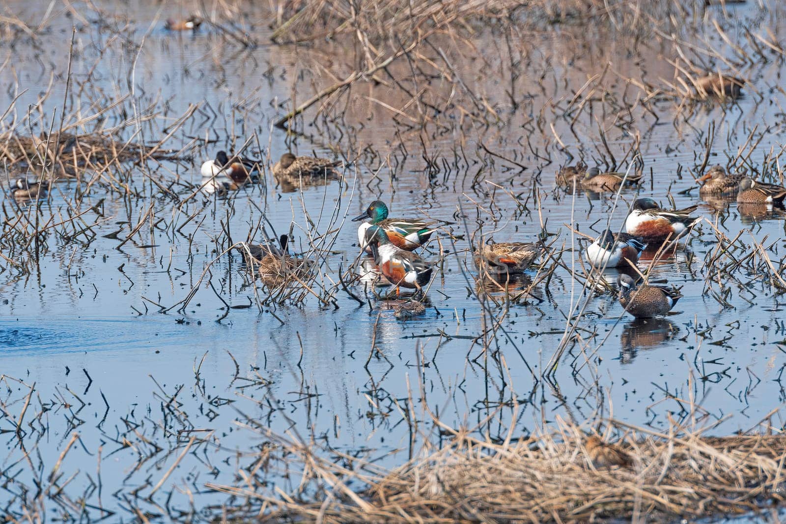 Group of Waterfowl in a Wetland Pond in Brazos Bend State Park in Texas