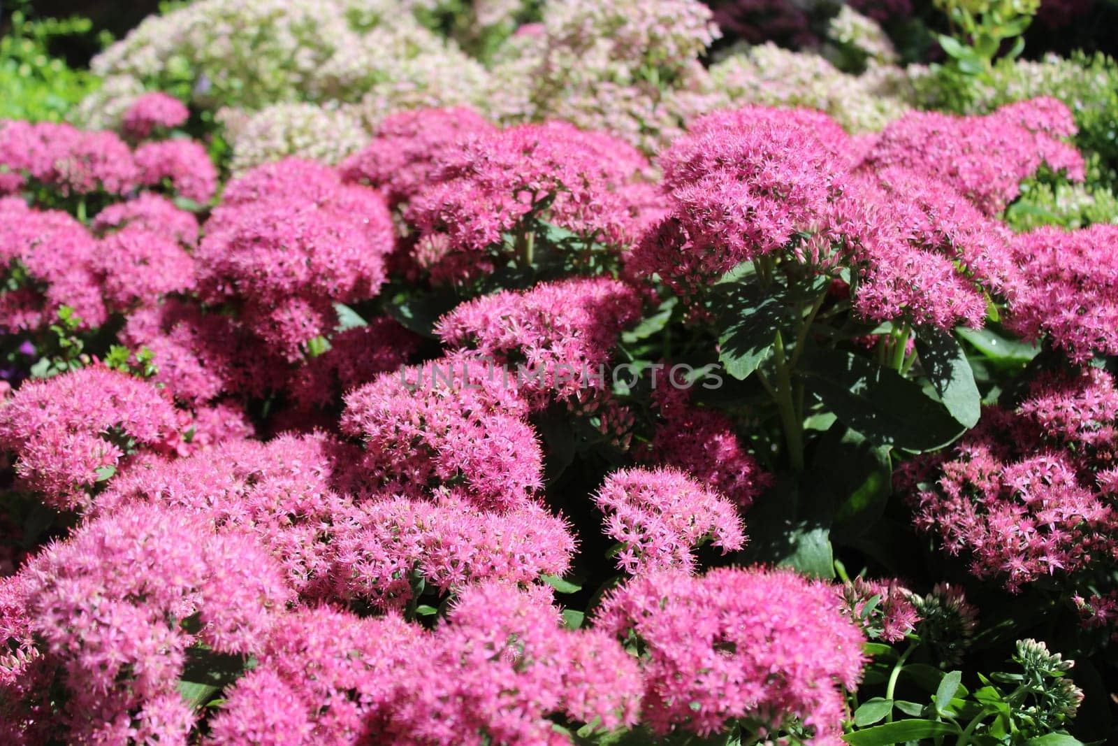blossoming sedum in the garden