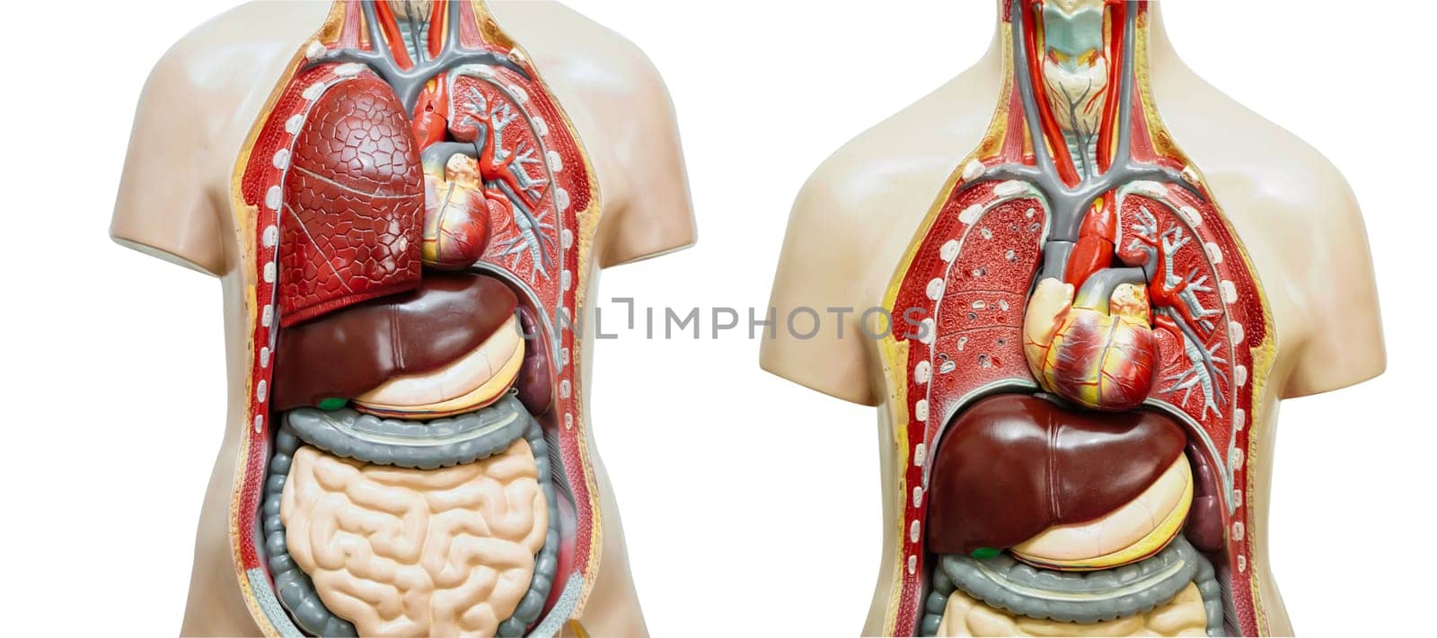 Human body anatomy organ model isolated on white background for study education medical course.